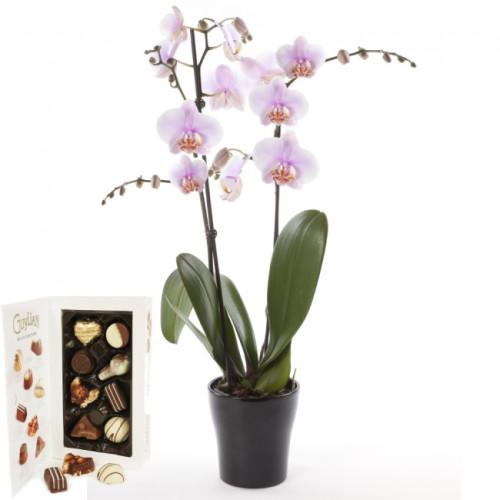 Order Orchid plants Galway